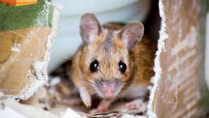 Европейска горска мишка